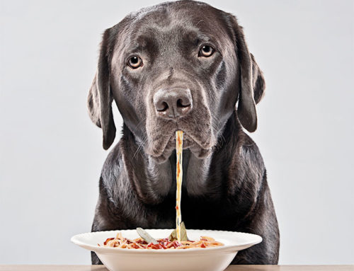 Dogs and Humans Co-Evolved to Eat More Plants