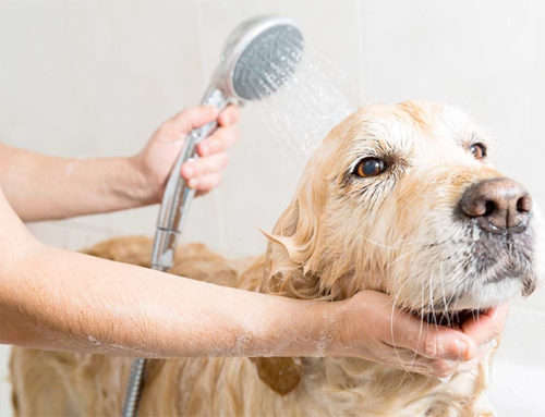 Groom Your Dog for a Happy & Healthy Life
